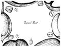 Hand Drawn Frame of Double Coconut and Mamoncillo Fruits Royalty Free Stock Photo