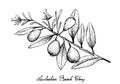 Hand Drawn of Australian Beach Cherries on White Background