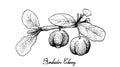 Hand Drawn of Barbados Cherries on White Background Royalty Free Stock Photo