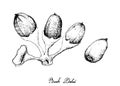 Hand Drawn of Buah Dabai Fruits on White Background
