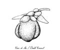 Hand Drawn of Coco de Mer or Double Coconut Fruits Royalty Free Stock Photo