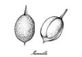 Hand Drawn of Mamoncillo Fruits on White Background