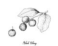 Hand Drawn of Black Cherries on White Background