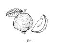 Hand Drawn of Fresh Guava on White Background