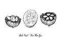 Hand Drawn of Monk Fruit on White Background Royalty Free Stock Photo