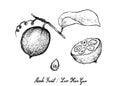 Hand Drawn of Monk Fruit on White Background