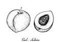 Hand Drawn of Peach or Nectarine on White Background