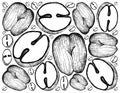 Hand Drawn Background of Double Coconut Fruits Royalty Free Stock Photo