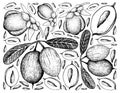 Hand Drawn Background of Karanda and Double Coconut Fruits Royalty Free Stock Photo