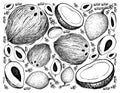 Hand Drawn Background of Mamey Sapote and Coconut
