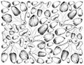 Hand Drawn Background of Buah Dabai Fruits