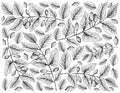 Hand Drawn of Canarium Subulatum Guillaumin on White Background