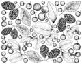 Hand Drawn Background of Black Cherries and Black Mulberries