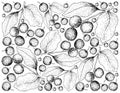 Hand Drawn of Black Cherries on White Background