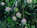 Tropical fruits mango