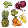 Tropical fruits. Pineapple, lime, pomegranate, kiwi, banana, orange. Royalty Free Stock Photo