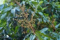 Tropical fruits small longan in organic farm