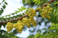 Tropical fruits, Star gooseberry on tree