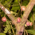 Tropical fruts in forest at Amboro national park.