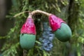 Tropical fruts in forest at Amboro national park.