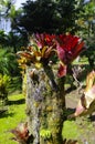 The tropical garden of Balata, Martinique Royalty Free Stock Photo