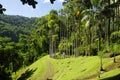 The tropical garden of Balata, Martinique Royalty Free Stock Photo