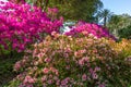 Tropical garden with blooming bushes of pink azalea flowers and palms in the background. Flowers in full bloom.Natural decoration Royalty Free Stock Photo