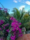 Tropical garden in the carribean. Palm of the hotel.