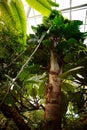 Tropical Garden conservatory interior Royalty Free Stock Photo