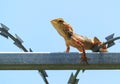 Tropical Garden Fence Lizard, Calotes versicolor, resting on a metal fence