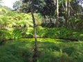 Tropical garden of the French West Indies. Lush Caribbean vegetation with pond and water lilies. Nature landscape