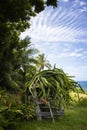 Tropical Garden on Island Coast with Dragon Fruit Royalty Free Stock Photo