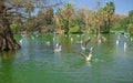 Barcelona ciutadella park. Tropical garden, lake and palms, many beautiful birds, seagulls swim in water Royalty Free Stock Photo