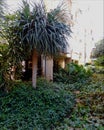 Tropical garden near building