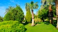 Tropical garden with palm trees and green lawns. Wide photo