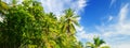 Tropical garden with palms . Bright sunny day. Wide photo Royalty Free Stock Photo