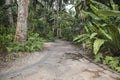 Tropical Garden Path