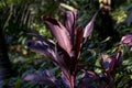 Tropical garden plant closeup photo. Dark purple leaf texture. Natural pattern on exotic plants Royalty Free Stock Photo