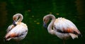 Pair of young pink flamingo birds pruning their feathers Royalty Free Stock Photo