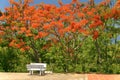 Tropical garden in Vietnam