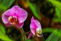 Tropical garden view with phalaenopsis blume orchids