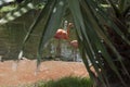 Pink flamingos and swan in tropical garden