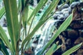 Tropical garden waterfall on exotic island Bali, Indonesia. Royalty Free Stock Photo