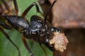 Tropical giant ant, Camponotus Gigas