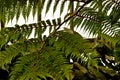 Giant Fern Coil