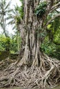 Tropical giant trees at the Pura Kehen temple in Bali, Indonesia, Asia