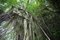 Tropical giant waringin trees at the Pura Kehen temple in Bali, Indonesia, Asia