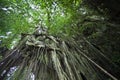 Tropical giant waringin trees at the Pura Kehen temple in Bali, Indonesia, Asia