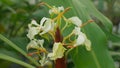 Tropical ginger Hedychium from Borneo, flowering plant whose rhizome and root , flower of beautiful white flower bloom