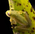 Tropical glass frog from the Amazon rain forest Royalty Free Stock Photo